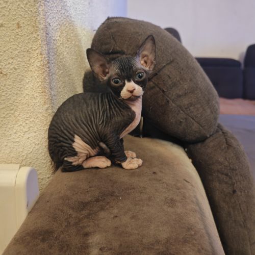 Magnifique fille sphynx #7