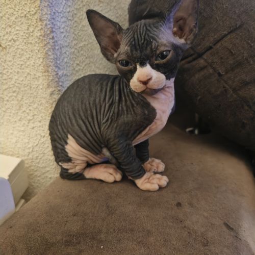 Magnifique fille sphynx #8