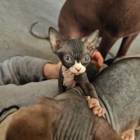 Magnifique fille sphynx #4