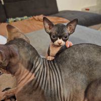 Magnifique fille sphynx #5