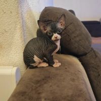 Magnifique fille sphynx #6