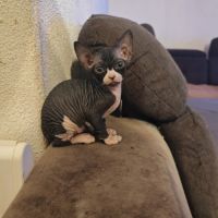 Magnifique fille sphynx #7