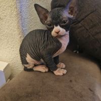 Magnifique fille sphynx #8