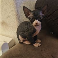 Magnifique fille sphynx #9