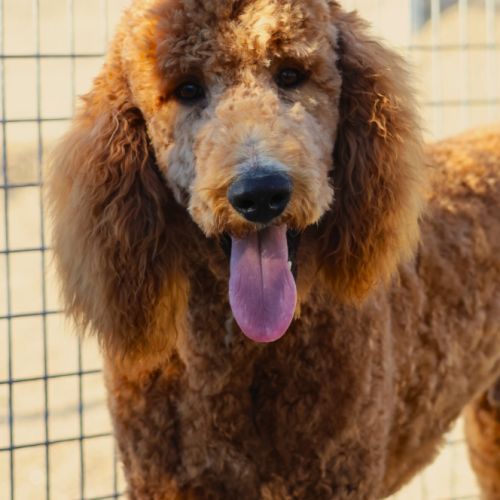 Magnifique grand caniche mâle fauve #0