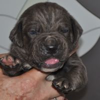 Cane corso