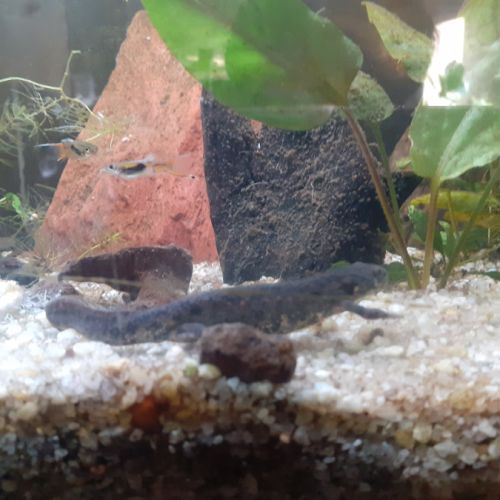 Tritons pleurodèles de waltl #0