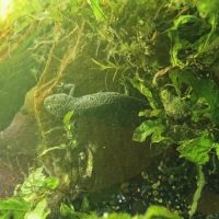 Tritons pleurodèles de waltl #1