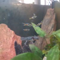 Tritons pleurodèles de waltl #3