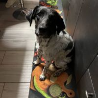 Chien ivy à l adoption