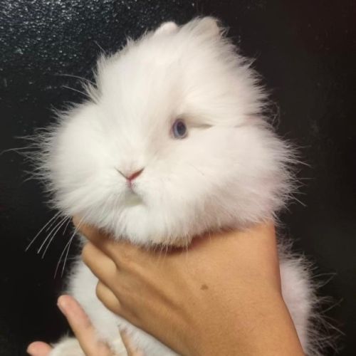 Lapin nain angora
