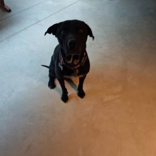 Chien charly à l adoption