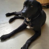 Chien charly à l adoption