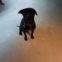 Chien charly à l adoption #0