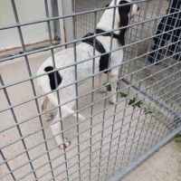 Chien milou à l adoption