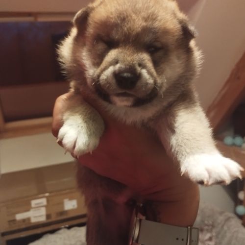 Magnifique chiots shiba inu lof a réserver