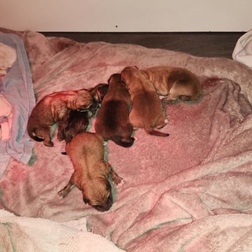 Magnifique chiots shiba inu lof a réserver #1