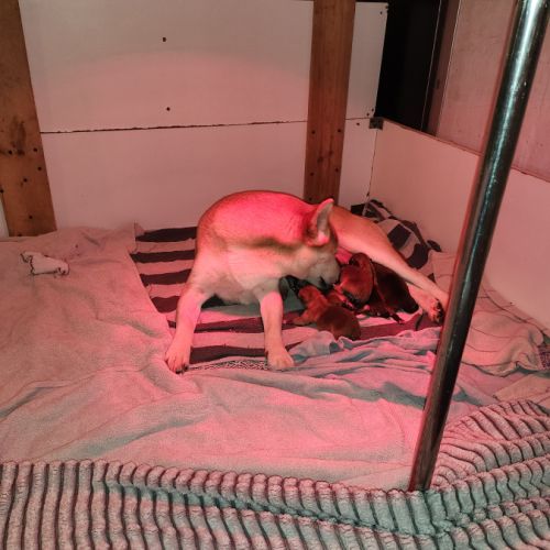 Magnifique chiots shiba inu lof a réserver #4