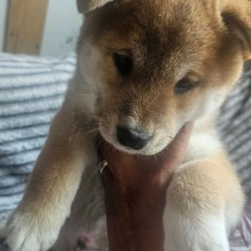 Magnifique chiot shiba inu lof a réserver #2