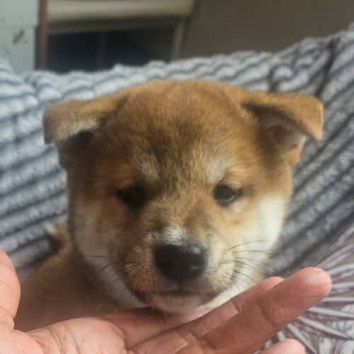 Magnifique chiot shiba inu lof a réserver #0