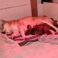 Magnifique chiots shiba inu lof a réserver