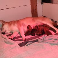 Magnifique chiots shiba inu lof a réserver #3