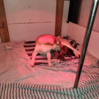 Magnifique chiots shiba inu lof a réserver #4