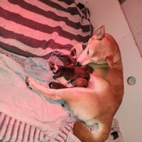 Magnifique chiots shiba inu lof a réserver #5