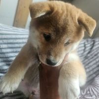 Magnifique chiot shiba inu lof a réserver #1