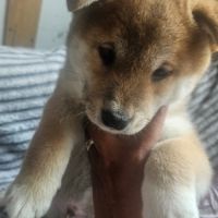 Magnifique chiot shiba inu lof a réserver #2