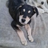 Chien locki à l adoption