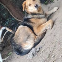 Chien akira à l adoption