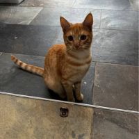 Chat vicky à l adoption