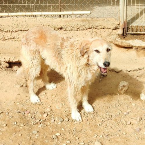 Gomez 10 ans, un chien unique