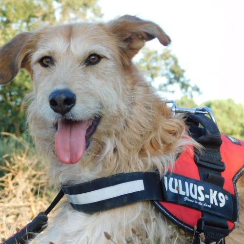 Gomez 10 ans, un chien unique #4