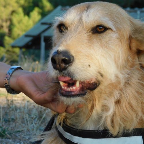 Gomez 10 ans, un chien unique #5