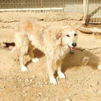 Gomez 10 ans, un chien unique #0