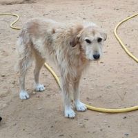 Gomez 10 ans, un chien unique #2