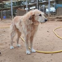 Gomez 10 ans, un chien unique #3