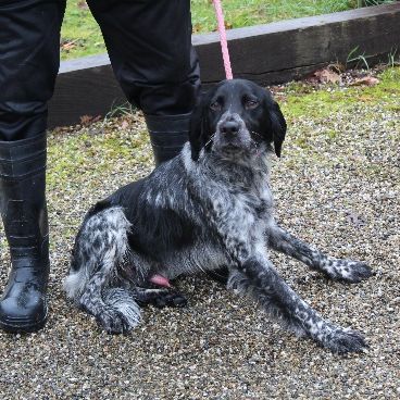 Chien clint à l adoption