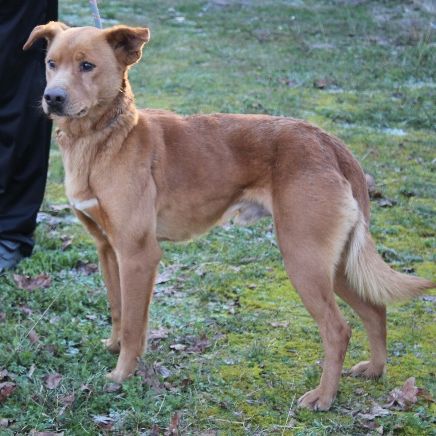 Chien scratch à l adoption