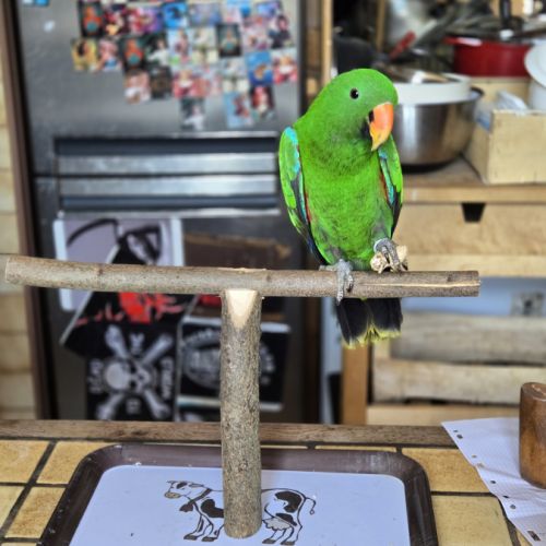Eclectus mâle de 2023 #1