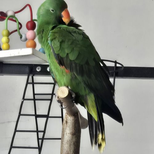 Eclectus mâle de 2023