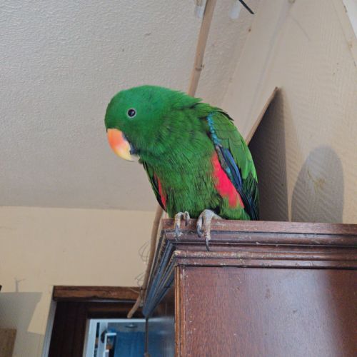 Eclectus mâle de 2023 #3