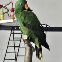 Eclectus mâle de 2023 #0