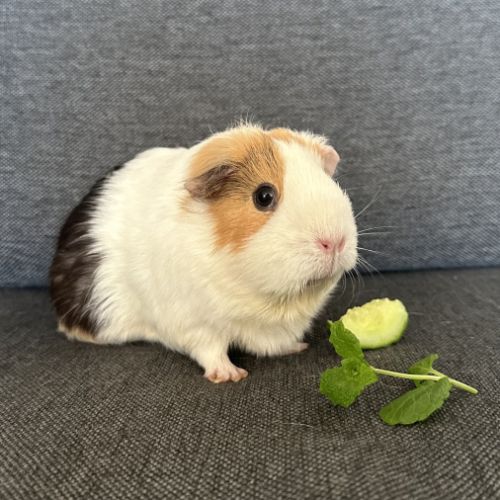 Cochon d’inde femelle