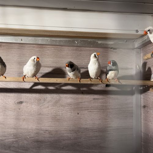 Diamants mandarins #1