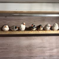 Diamants mandarins #0