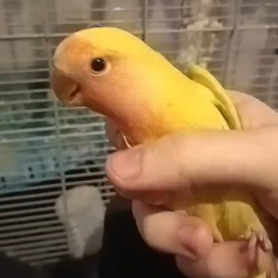 Bébé inséparable (sevré) #0