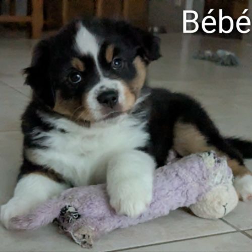 Chiots berger américain miniature lof #4